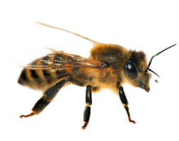 Gruppe von Bienen oder Honigbienen, Apis Mellifera
