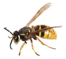 Wespe. (Paravespula germanica)